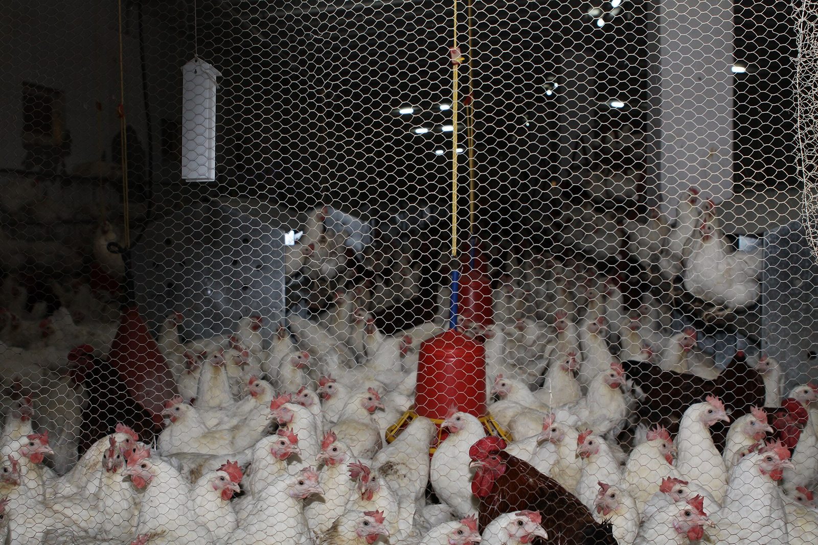 Aves dentro de un plantel avícola