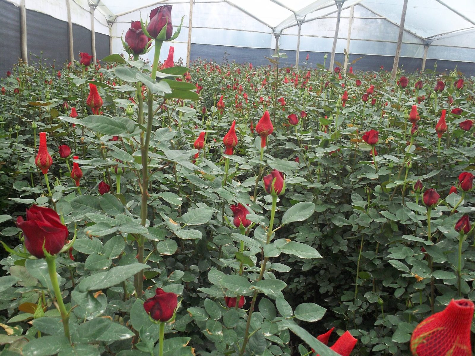 Invernadero de rosas en Ecuador