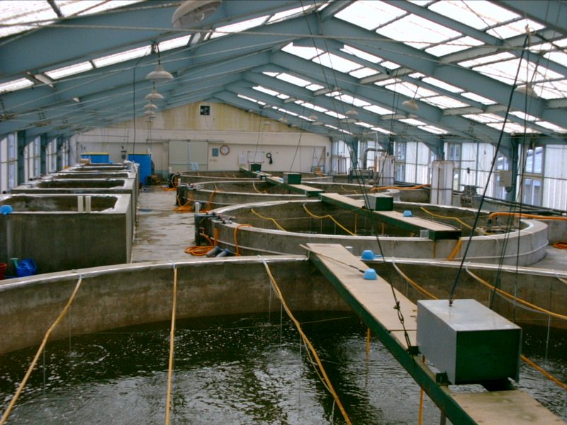 Tanques de un laboratorio de larvas de camarón